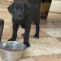 APOLLO, a male Boerboel for sale in Naples, FL – Photo 2 of 4