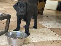 APOLLO, a male Boerboel for sale in Naples, FL – Photo 2 of 4