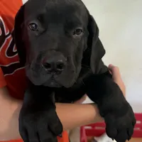 APOLLO, a male Boerboel for sale in Naples, FL – Photo 1 of 4