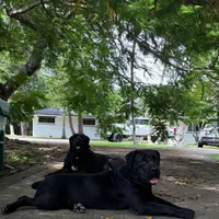 APOLLO, a male Boerboel for sale in Naples, FL – Photo 4 of 4