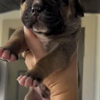 KING, a male Boerboel for sale in Lehigh Acres, FL – 1 of 1