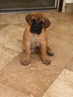 oro, a female Boerboel for sale in Naples, FL – Photo 1 of 2