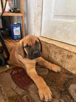 oro, a female Boerboel for sale in Naples, FL – Photo 2 of 2