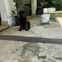 PANTHERA, a female Boerboel for sale in Naples, FL – Photo 3 of 10