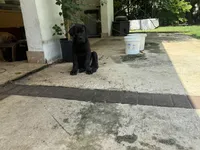 VIOLET, a female Boerboel for sale in Naples, FL – Photo 2 of 9