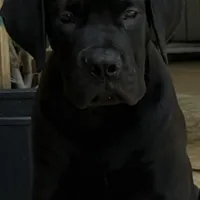 PANTHERA, a female Boerboel for sale in Naples, FL – Photo 2 of 10