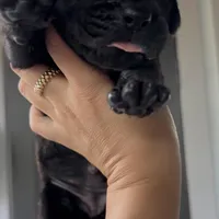 PANTHERA, a female Boerboel for sale in Naples, FL – Photo 1 of 10