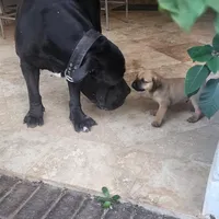 PANTHERA, a female Boerboel for sale in Naples, FL – Photo 7 of 10