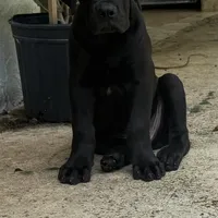 PANTHERA, a female Boerboel for sale in Naples, FL – Photo 9 of 10