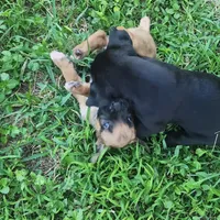 PANTHERA, a female Boerboel for sale in Naples, FL – Photo 6 of 10