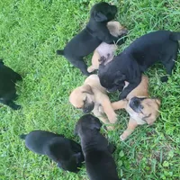 PANTHERA, a female Boerboel for sale in Naples, FL – Photo 8 of 10