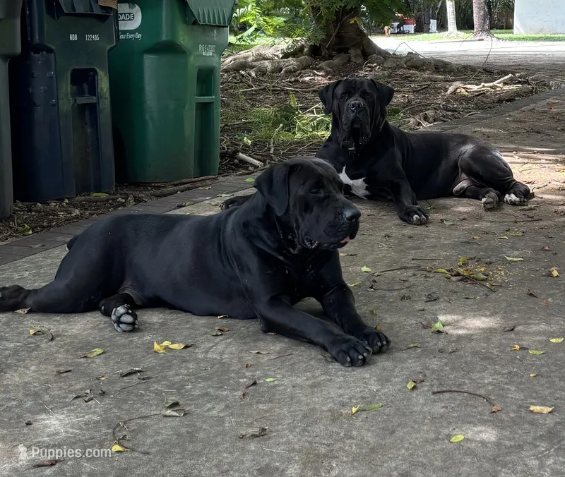 WAFFLE  – Boerboel puppy for sale in Lehigh Acres, FL