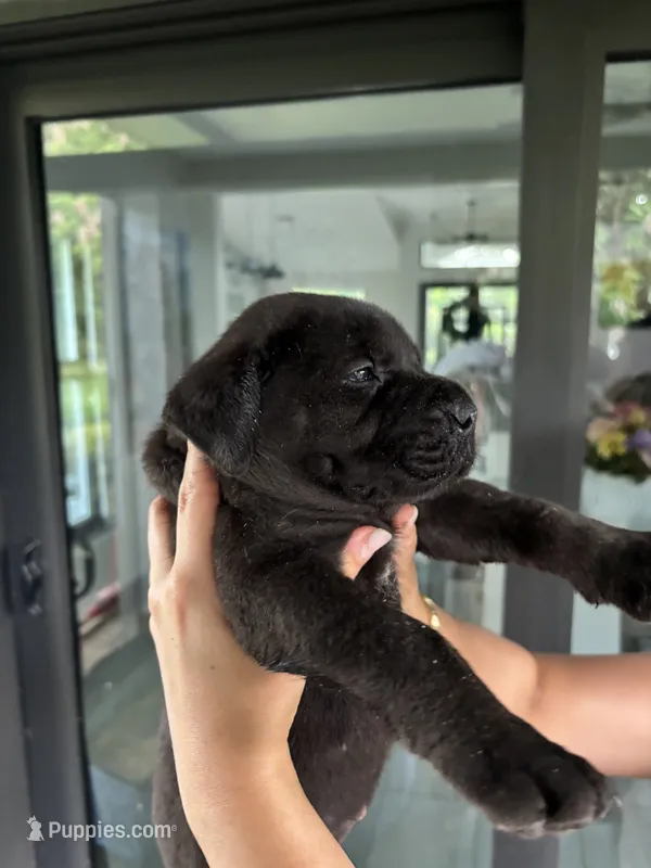 BROWNIE – Boerboel puppy for sale in Lehigh Acres, FL