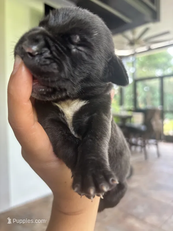 CUPCAKE  – Boerboel puppy for sale in Lehigh Acres, FL