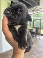 CUPCAKE , a female Boerboel for sale in Lehigh Acres, FL – 2 of 2