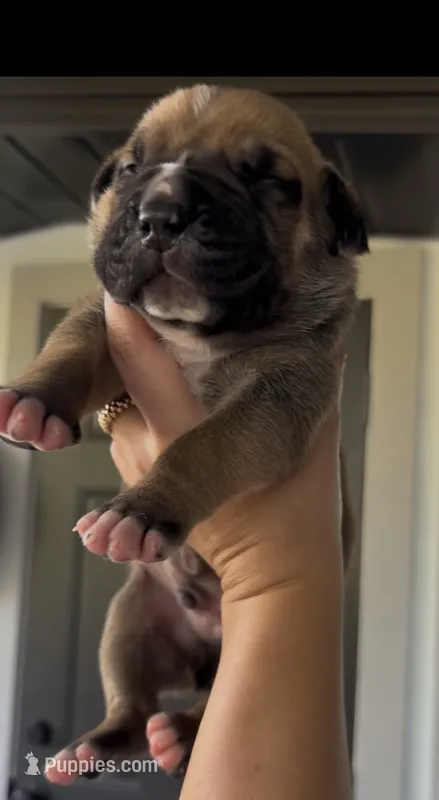 MUFFIN – Boerboel puppy for sale in Lehigh Acres, FL