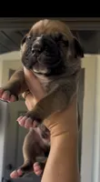 MUFFIN, a female Boerboel for sale in Lehigh Acres, FL – 1 of 1