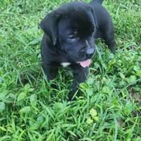 LOKI, a male Boerboel for sale in Naples, FL – Photo 1 of 2