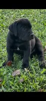 LOKI, a male Boerboel for sale in Lehigh Acres, FL – 2 of 4