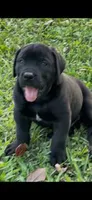LOKI, a male Boerboel for sale in Lehigh Acres, FL – 1 of 4