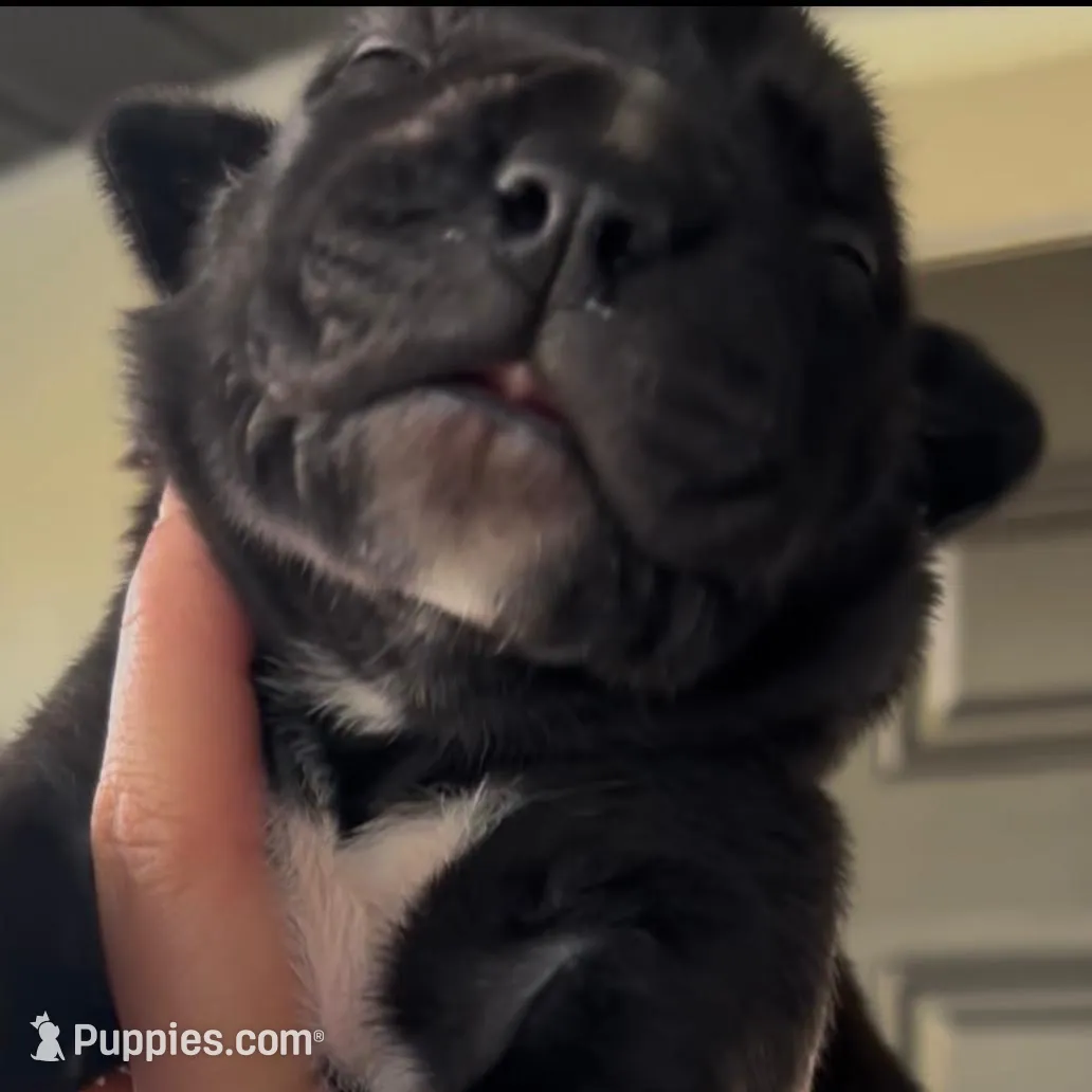 LOKI, a male Boerboel for sale in Naples, FL – Photo 2 of 2