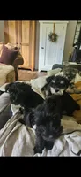 Akc jeeno, a female Miniature Schnauzer for sale in Hinckley, IL – 9 of 10