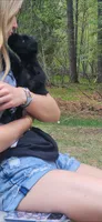 Blue eyes, a female Miniature Schnauzer for sale in Hinckley, IL – 2 of 9