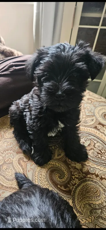 Xander  – Miniature Schnauzer puppy for sale in Hinckley, IL
