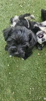 Xander , a male Miniature Schnauzer for sale in Hinckley, IL – 5 of 6