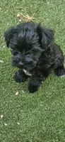 Xander , a male Miniature Schnauzer for sale in Hinckley, IL – 6 of 6