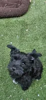 Akc  schn. Boy, a male Miniature Schnauzer for sale in Hinckley, IL – 9 of 9