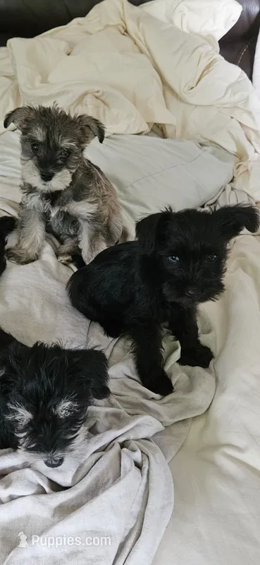 Blue eyes AKC  – Miniature Schnauzer puppy for sale in Hinckley, IL
