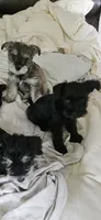 Akc jeeno, a female Miniature Schnauzer for sale in Hinckley, IL – 1 of 10