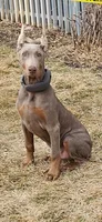 Tyson, a male Doberman Pinscher for sale in Hinckley, IL – Photo 1 of 3