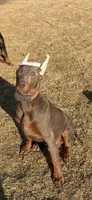 Tyson, a male Doberman Pinscher for sale in Hinckley, IL – Photo 3 of 3