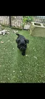 Xander , a male Miniature Schnauzer for sale in Hinckley, IL – 2 of 6