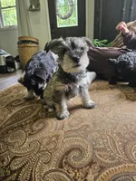 Nellie AKC, a female Miniature Schnauzer for sale in Hinckley, IL – 9 of 9