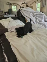 Akc  schn. Boy, a male Miniature Schnauzer for sale in Hinckley, IL – 2 of 9