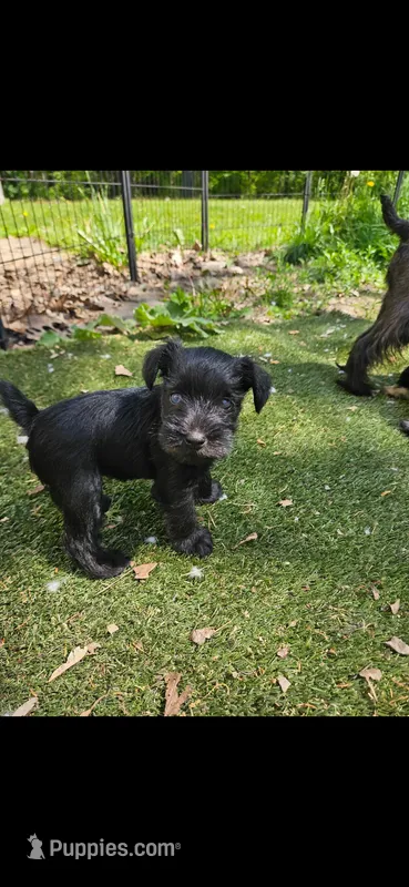 Blue eyes – Miniature Schnauzer puppy for sale in Hinckley, IL