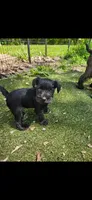 Blue eyes, a female Miniature Schnauzer for sale in Hinckley, IL – 1 of 9