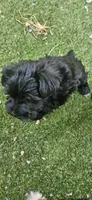 Xander , a male Miniature Schnauzer for sale in Hinckley, IL – 4 of 6