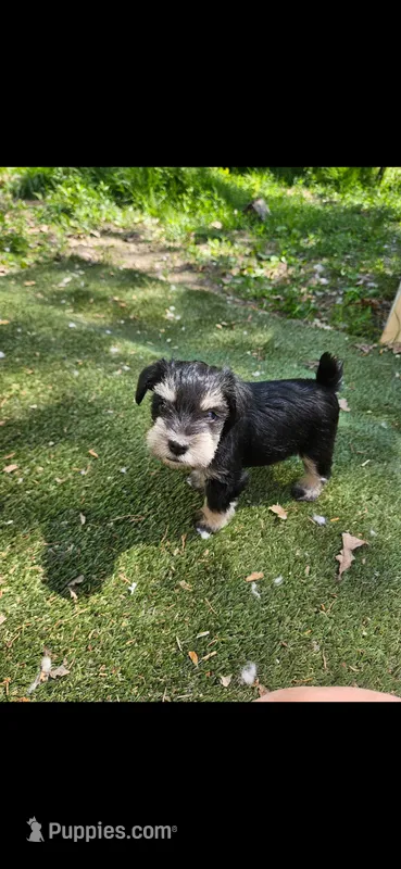 Scottie  – Miniature Schnauzer puppy for sale in Hinckley, IL