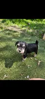 Scottie , a male Miniature Schnauzer for sale in Hinckley, IL – 1 of 8