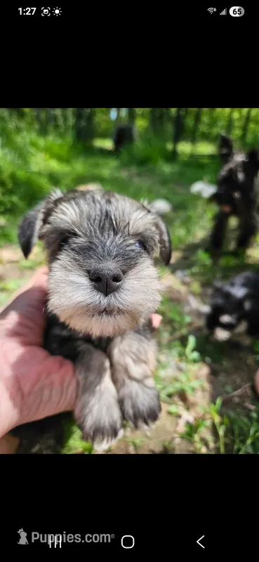 Nellie – Miniature Schnauzer puppy for sale in Hinckley, IL
