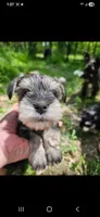 Nellie, a female Miniature Schnauzer for sale in Hinckley, IL – 1 of 7