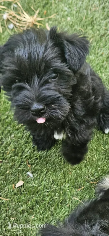 Xander  – Miniature Schnauzer puppy for sale in Hinckley, IL