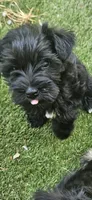 Xander , a male Miniature Schnauzer for sale in Hinckley, IL – 3 of 6