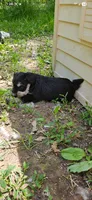 Scottie , a male Miniature Schnauzer for sale in Hinckley, IL – 6 of 8