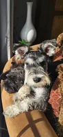 Scottie , a male Miniature Schnauzer for sale in Hinckley, IL – 8 of 8