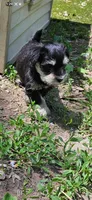 Scottie , a male Miniature Schnauzer for sale in Hinckley, IL – 4 of 8